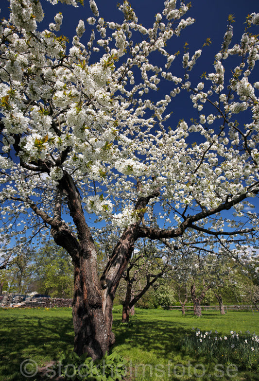 136264 - Blommande Bigaråträd