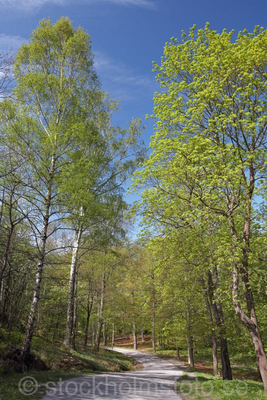 137243 - Skogsväg på Djurgården