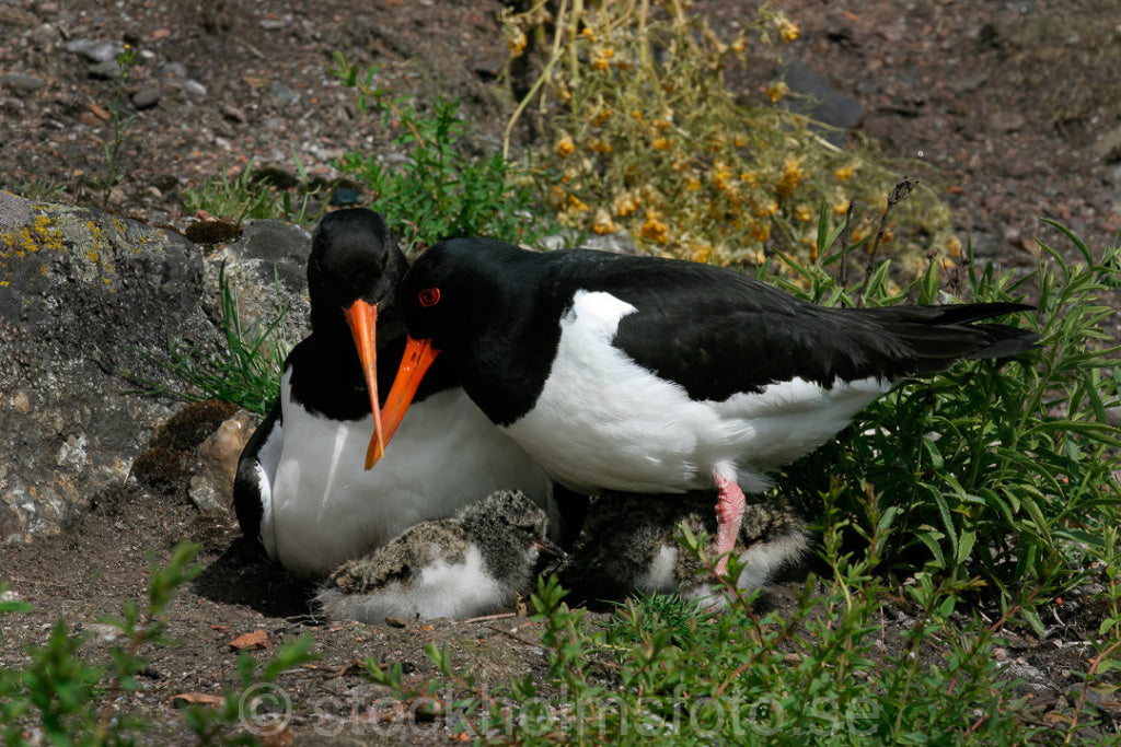 137922 - Strandskator med ägg och ungar