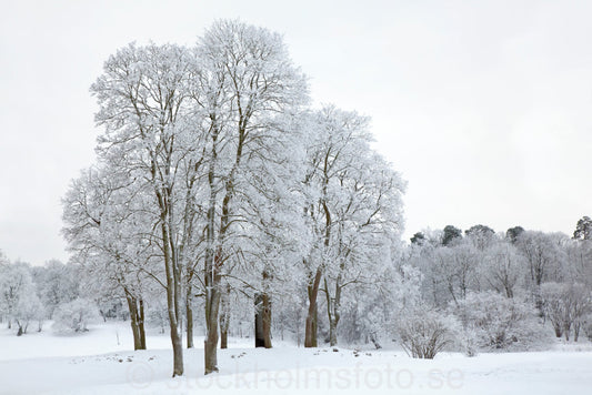 144374 - Vinter vid Djurgårdsbrunn