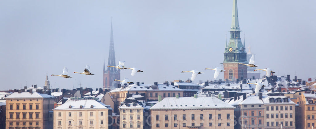 144389 - Flygande svanar vid Strömmen