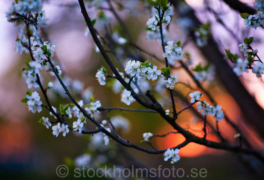 144402 - Blommande träd i skymningen