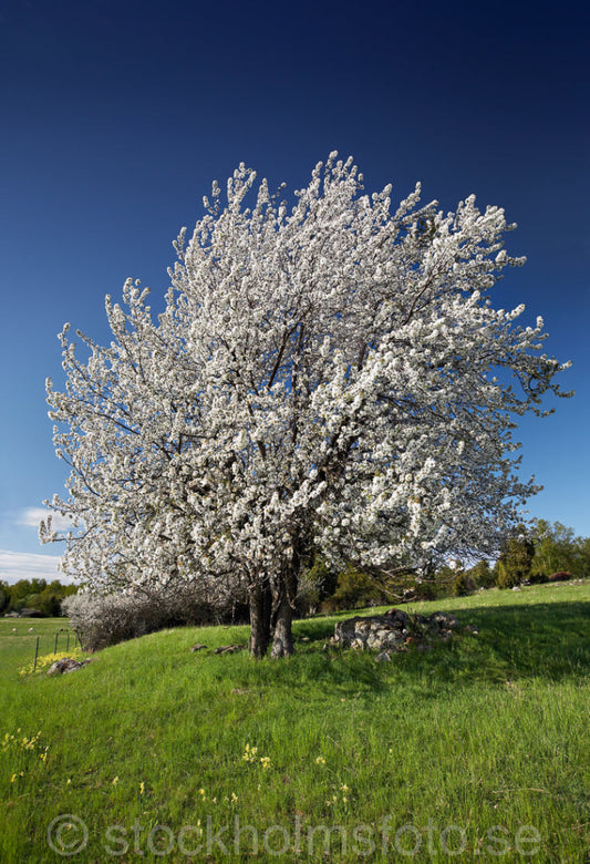 144525 - Blommande fruktträd