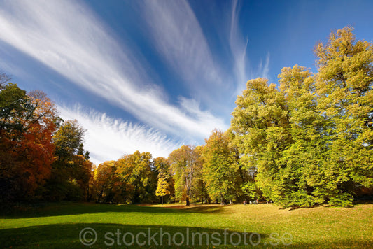 144542 - Hagaparken på hösten