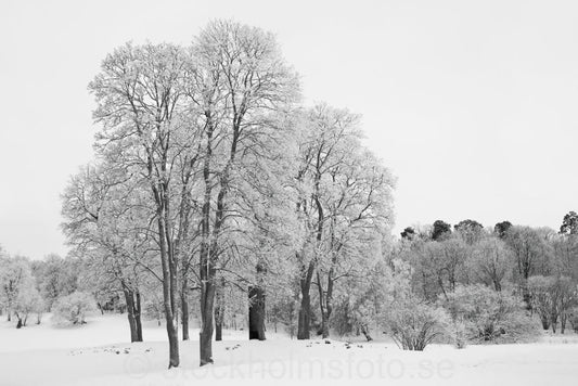 144595 - Vinter vid Djurgårdsbrunn