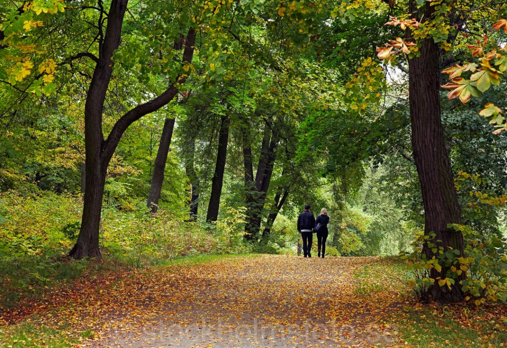 144632 - Höstpromenad på Djurgården