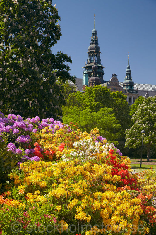 144647 - Blommande buskar vid Nordiska museet