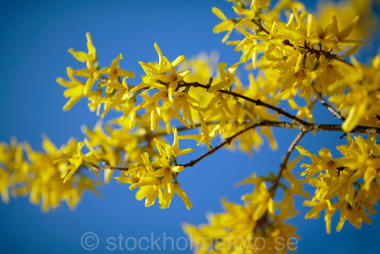 144681 - Blommande Forsythia