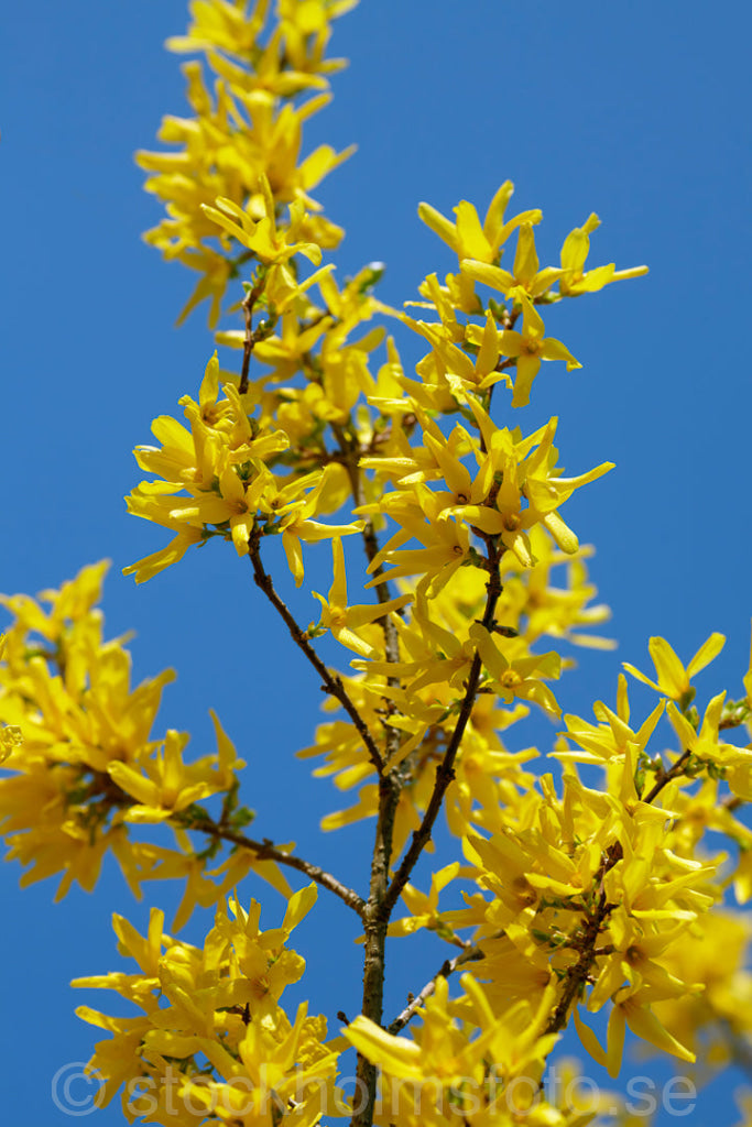 144682 - Blommande Forsythia