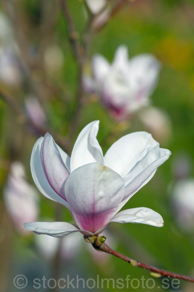144683 - Blommande Magnolia