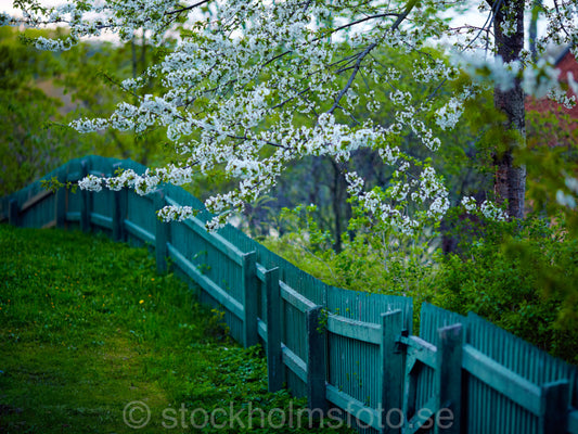 144687 - Blommande hägg i skymningen