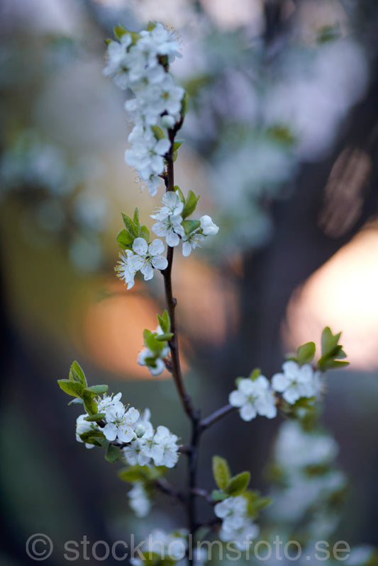 144688 - Kvist på blommande fruktträd