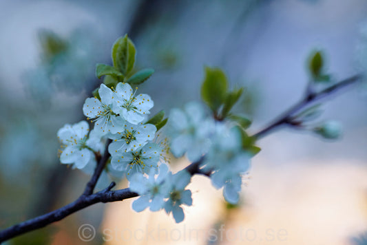 144689 - Blommande fruktträd