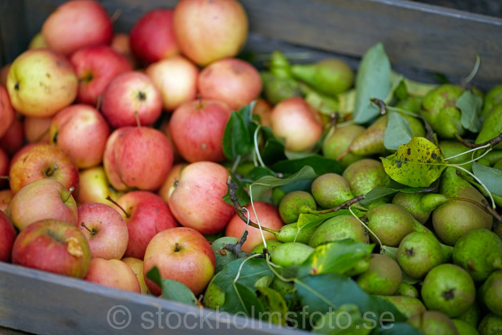 144761 - Äpplen och päron