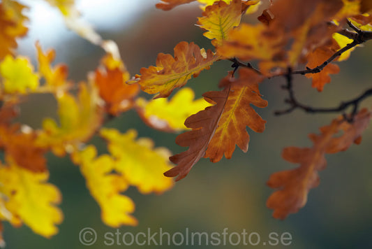 144773 - Ekblad på hösten