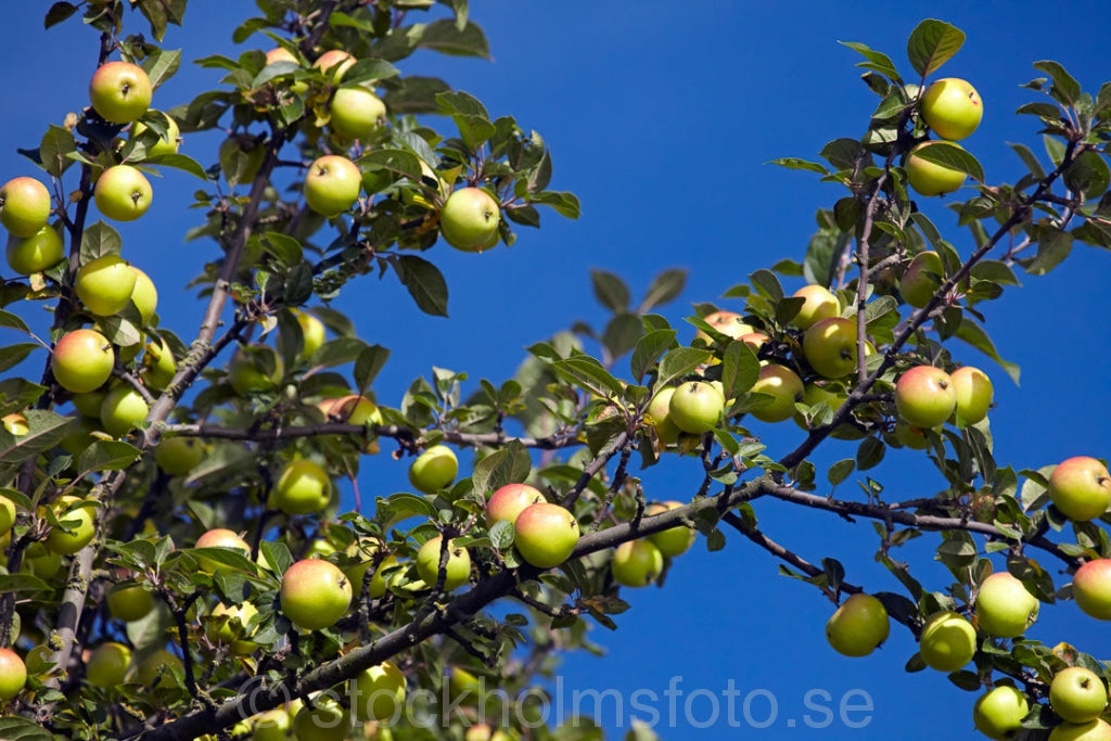 144780 - Äppelträd