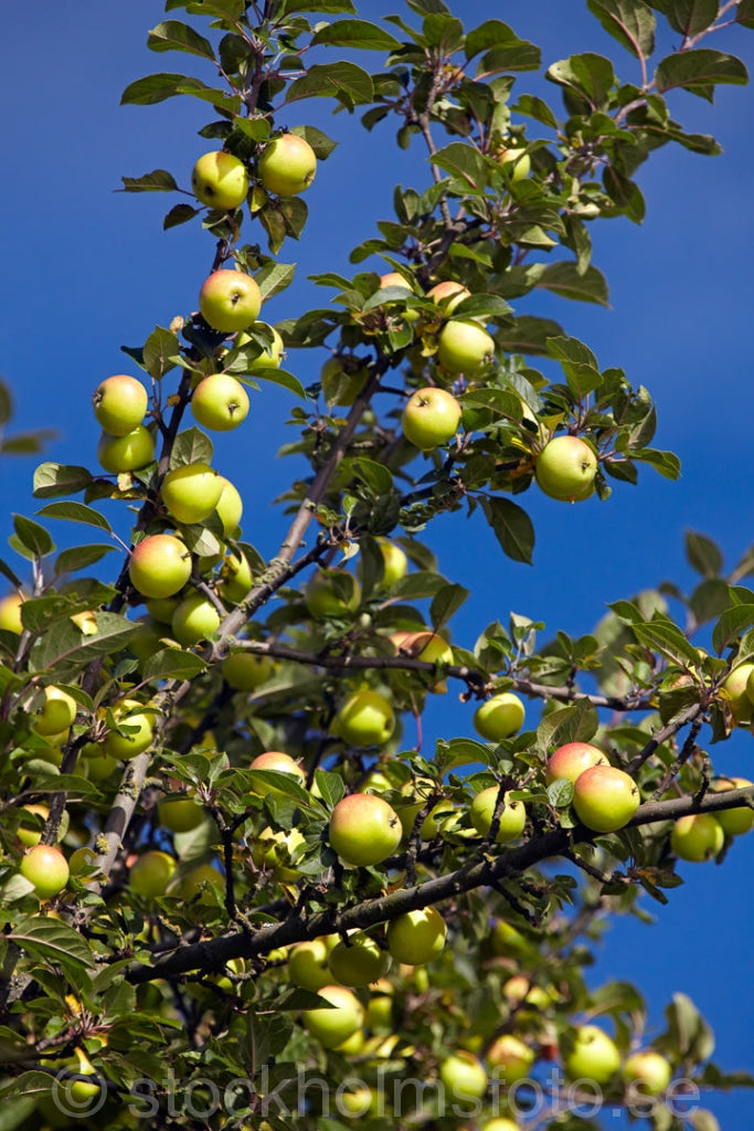 144781 - Äppelträd