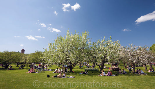 144805 - Picknick på Rosendal