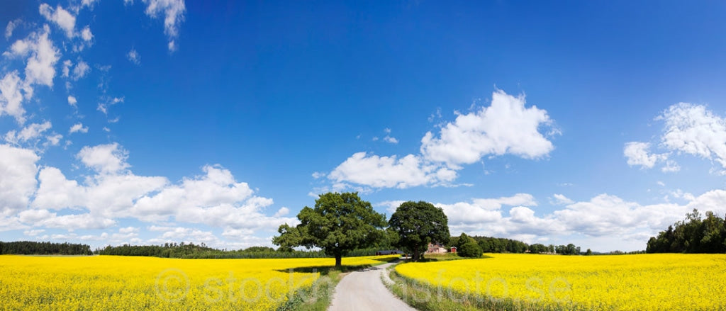 145076 - Väg bland blommande rapsfält