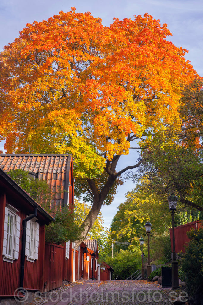 145088 - Söderkåkar på hösten