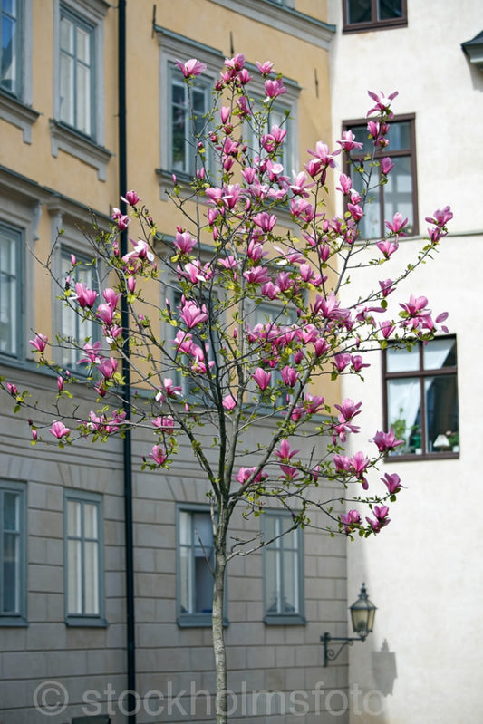 145266 - Magnolia i Gamla Stan