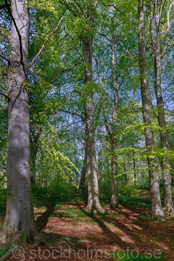 145272 - Bokskog på Djurgården