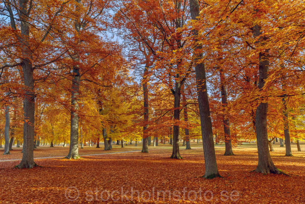 145418 - Höst på Drottningholm