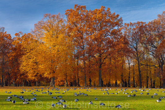 145419 - Drottningholmsparken