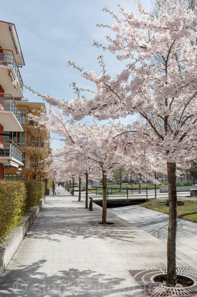 145765 - Körsbärsträd i Hammarby Sjöstad