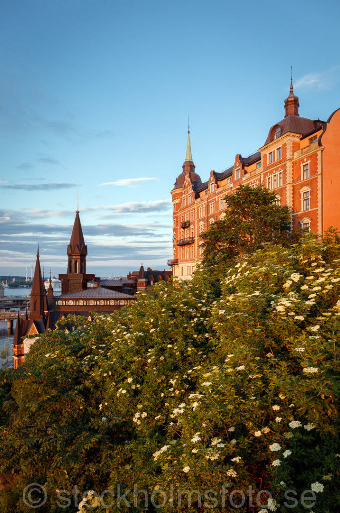 145867 - Sommargrönska på Mariaberget