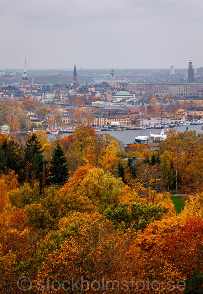 146033 - Höstfärger på Djurgården