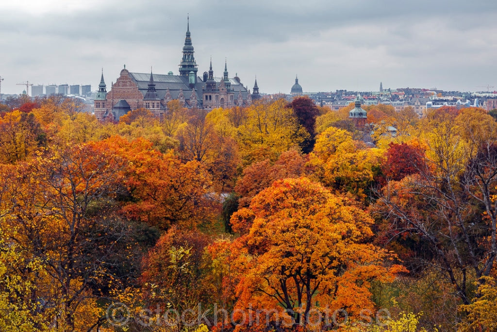 146036 - Höstfärger på Djurgården