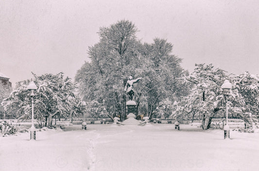 146083 - Vinter i Kungsträdgården
