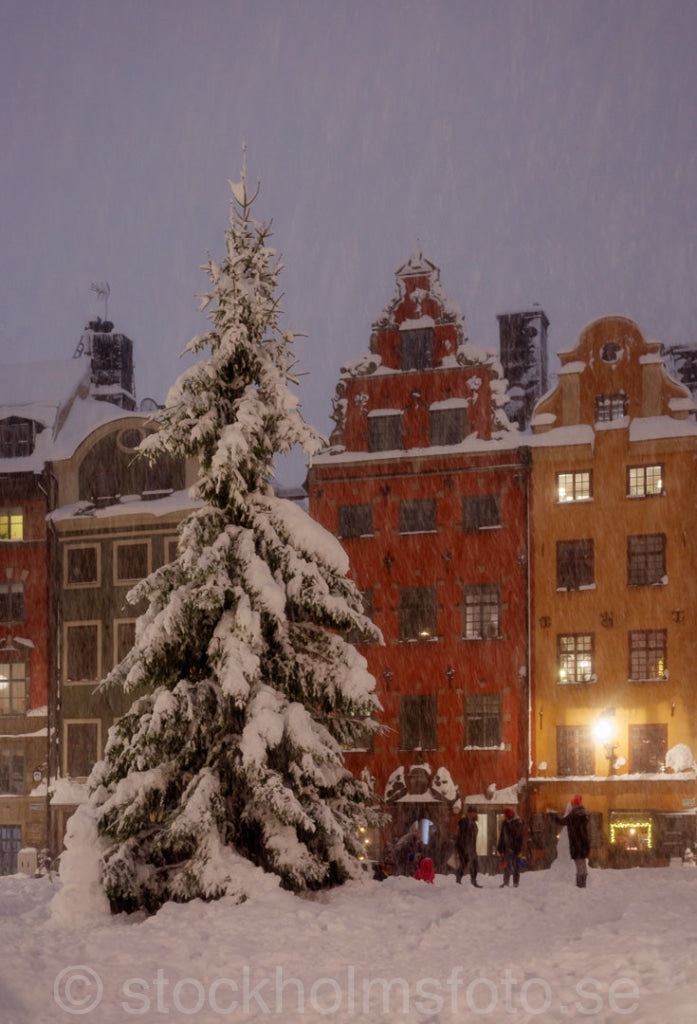 146086 - Julgranen på Stortorget