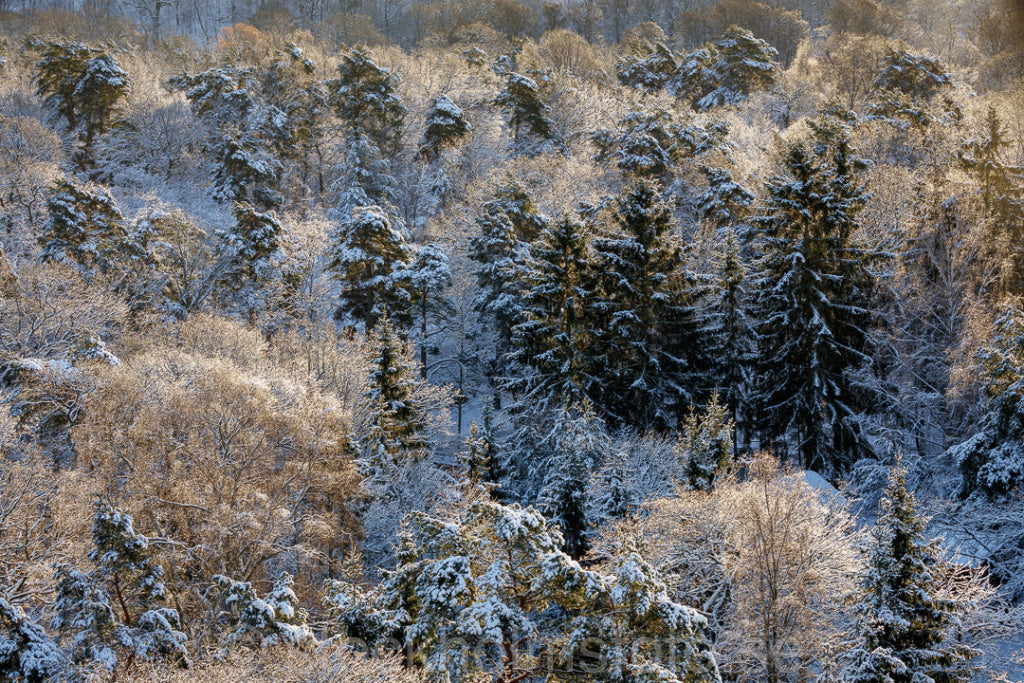 146115 - Vinterskog på Djurgården