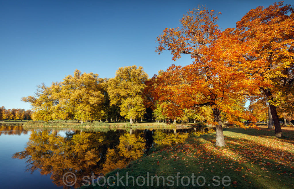 146205 - Drottningholmsparken