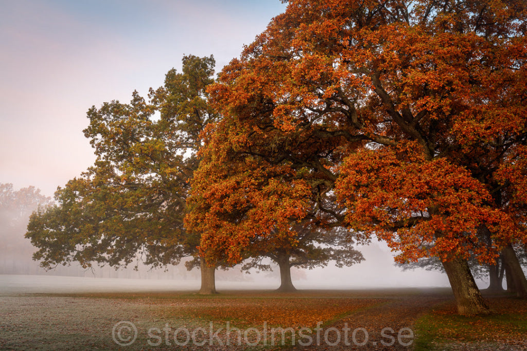 146257 - Drottningholmsparken