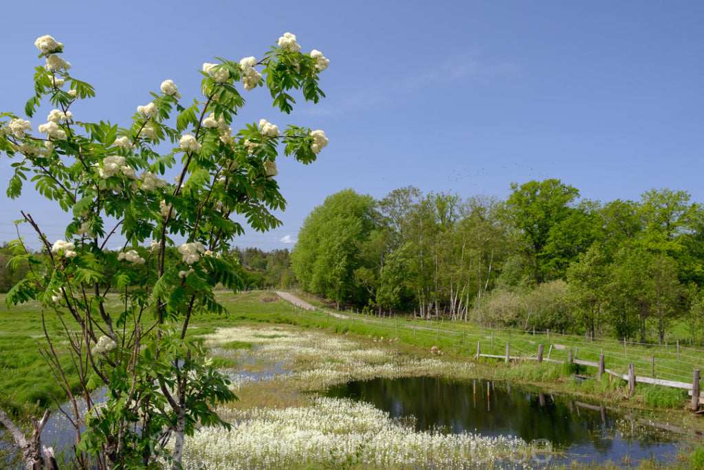 146731 - Vårgönska vid Ågesta