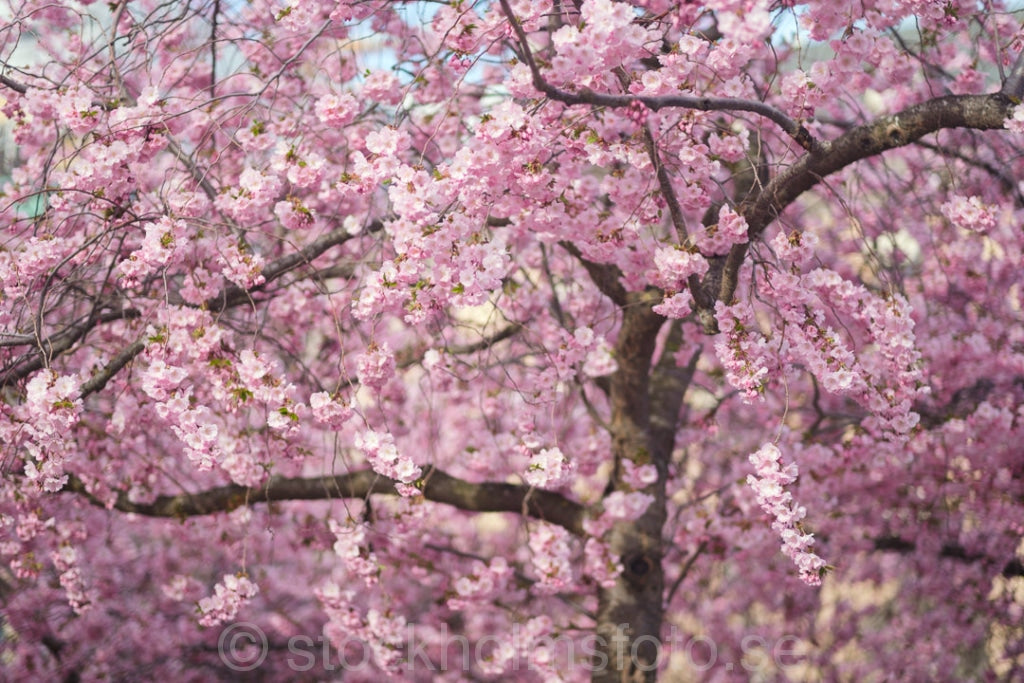 147017 - Blommande Körsbärsträd