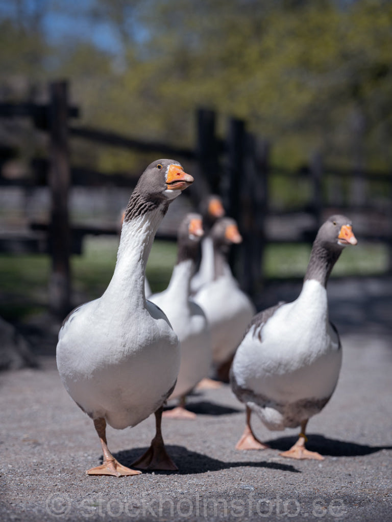 147343 - Tamgäss på Skansen