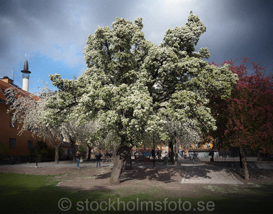 147382 - Blommande träd i Björns trädgård