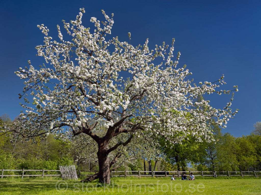 147459 - Äppelträd vid Rosendal